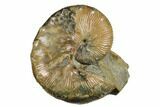 Iridescent Ammonite (Hoploscaphites) Fossil - South Dakota #180798-1